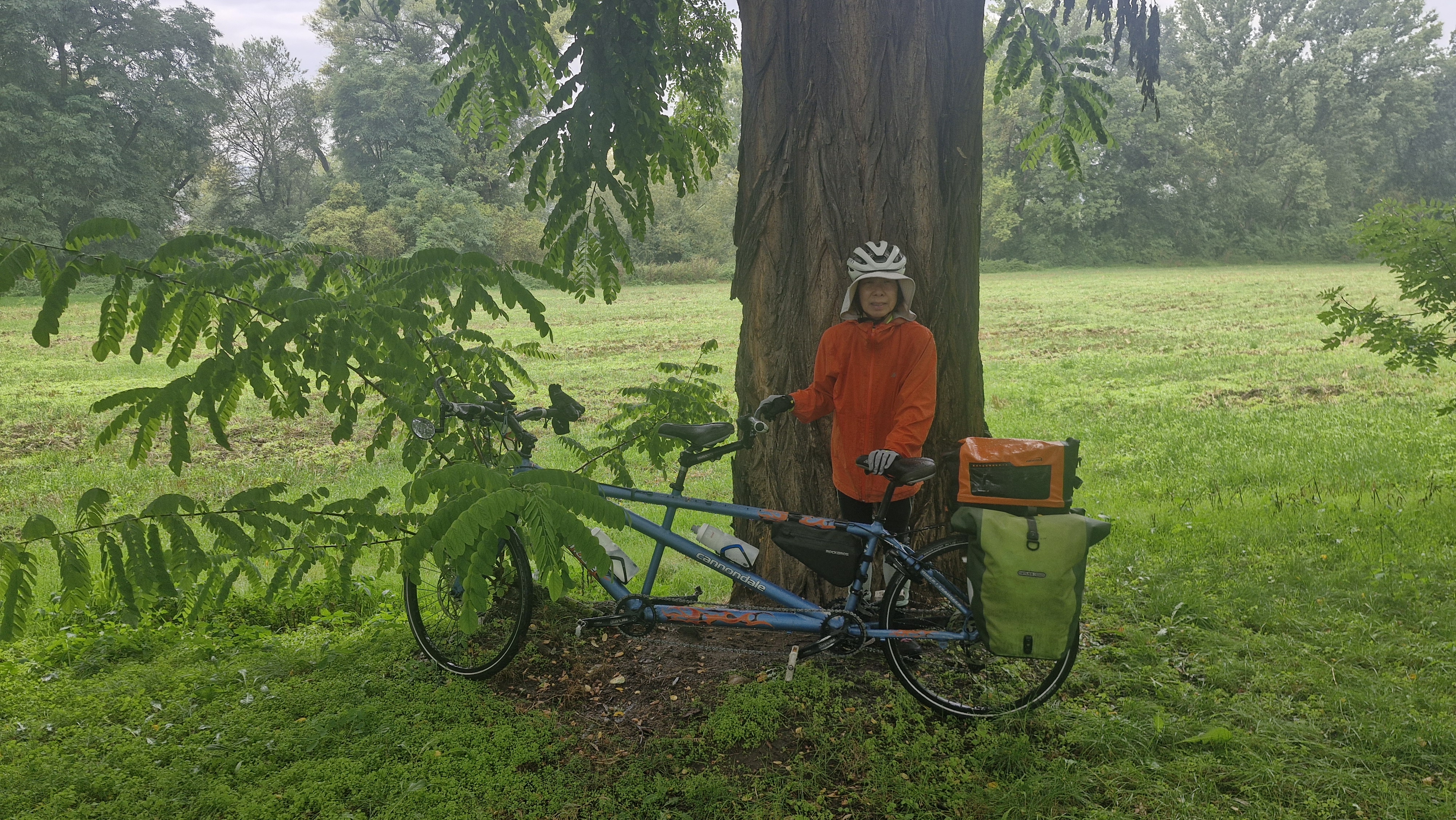 Sheltering Under a Tree
