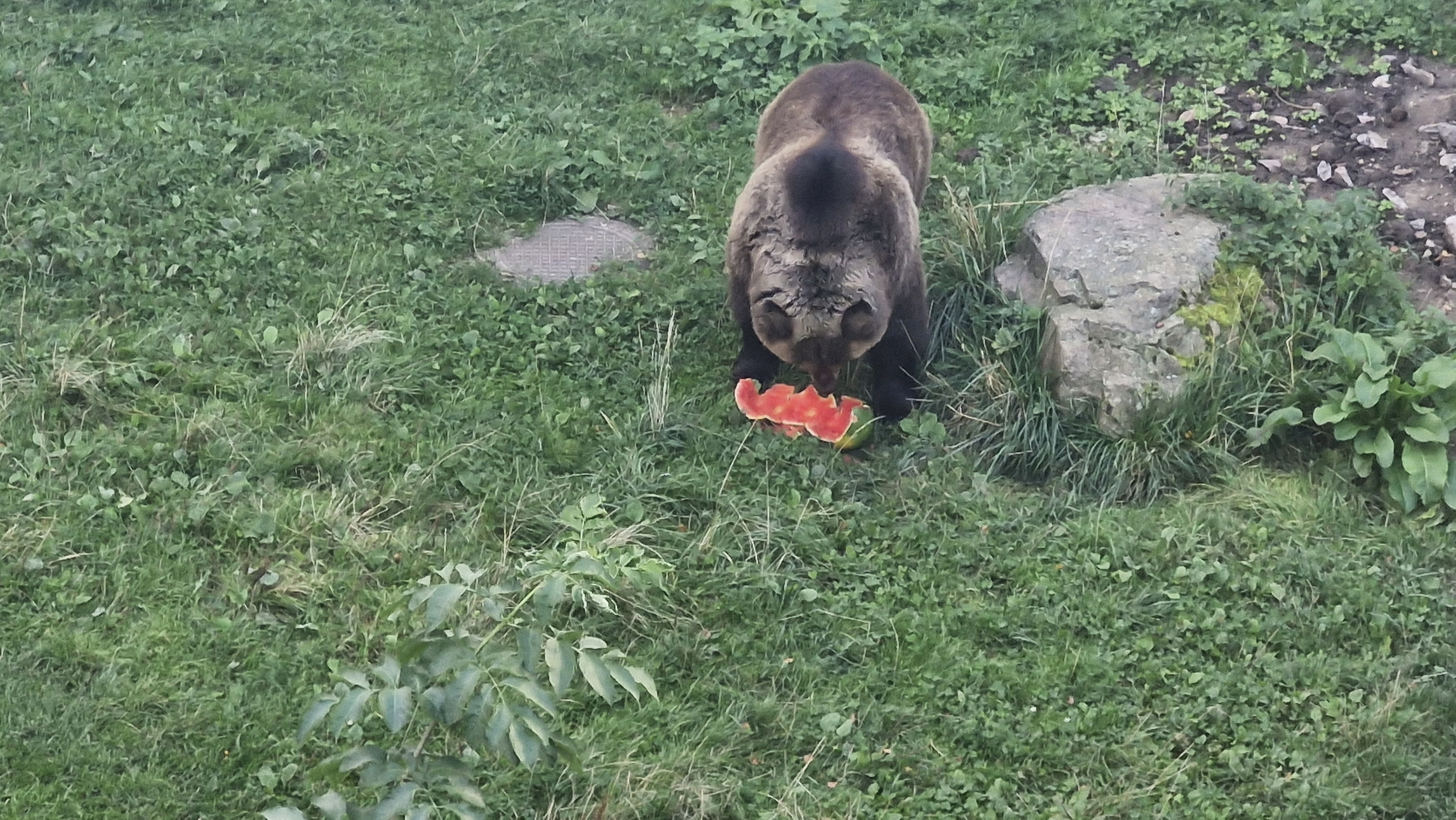 Breakfast in the Bear Moat