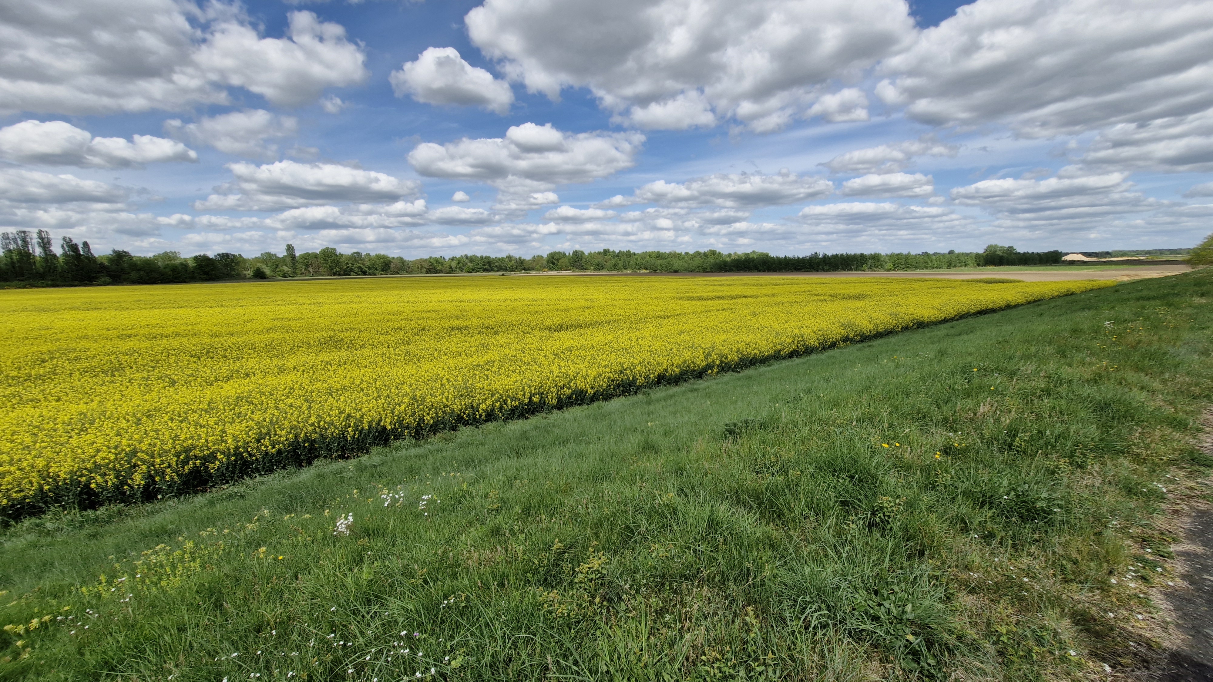 Golden Fields Under French Skies