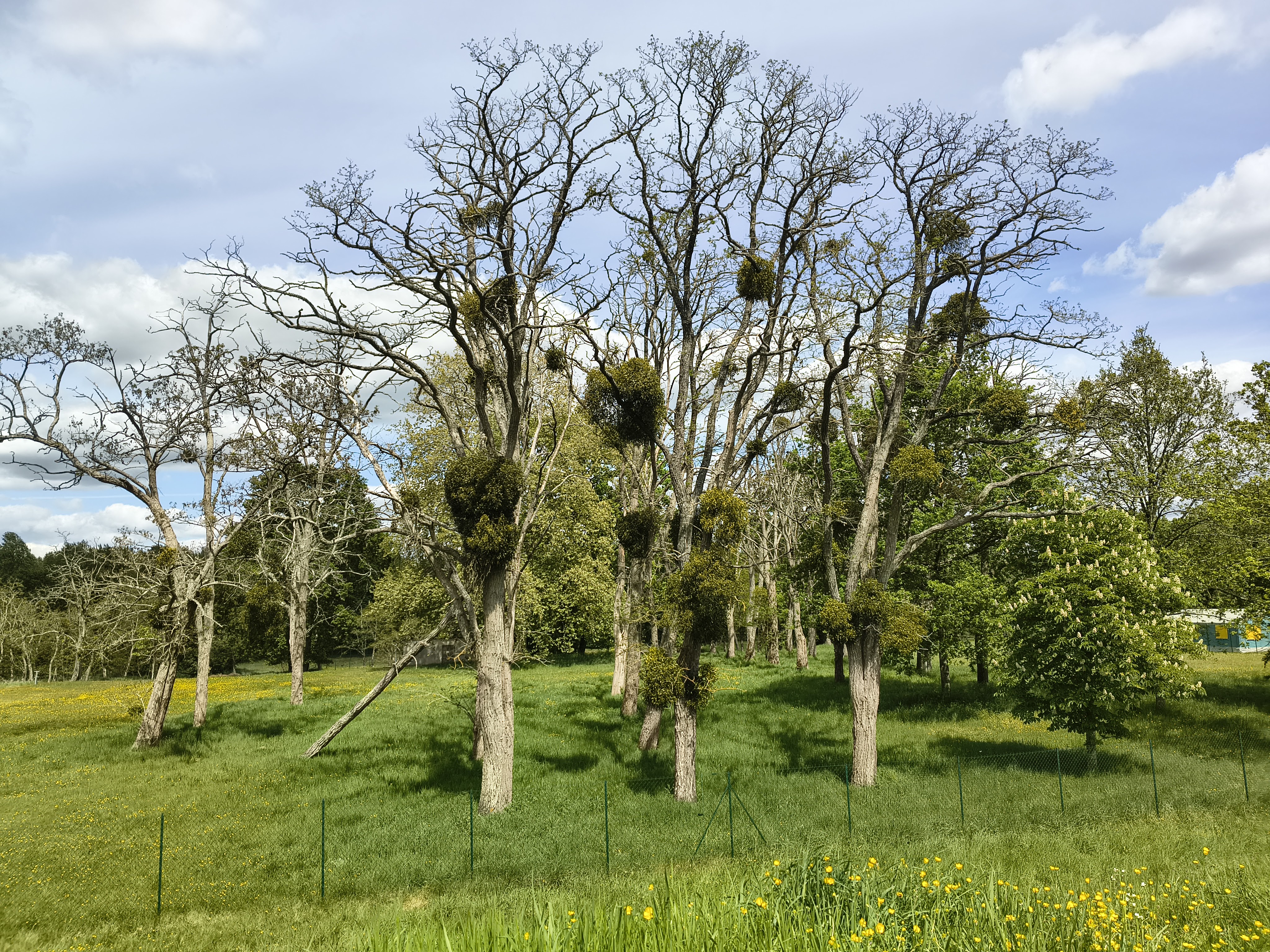 Mistletoe Meadow