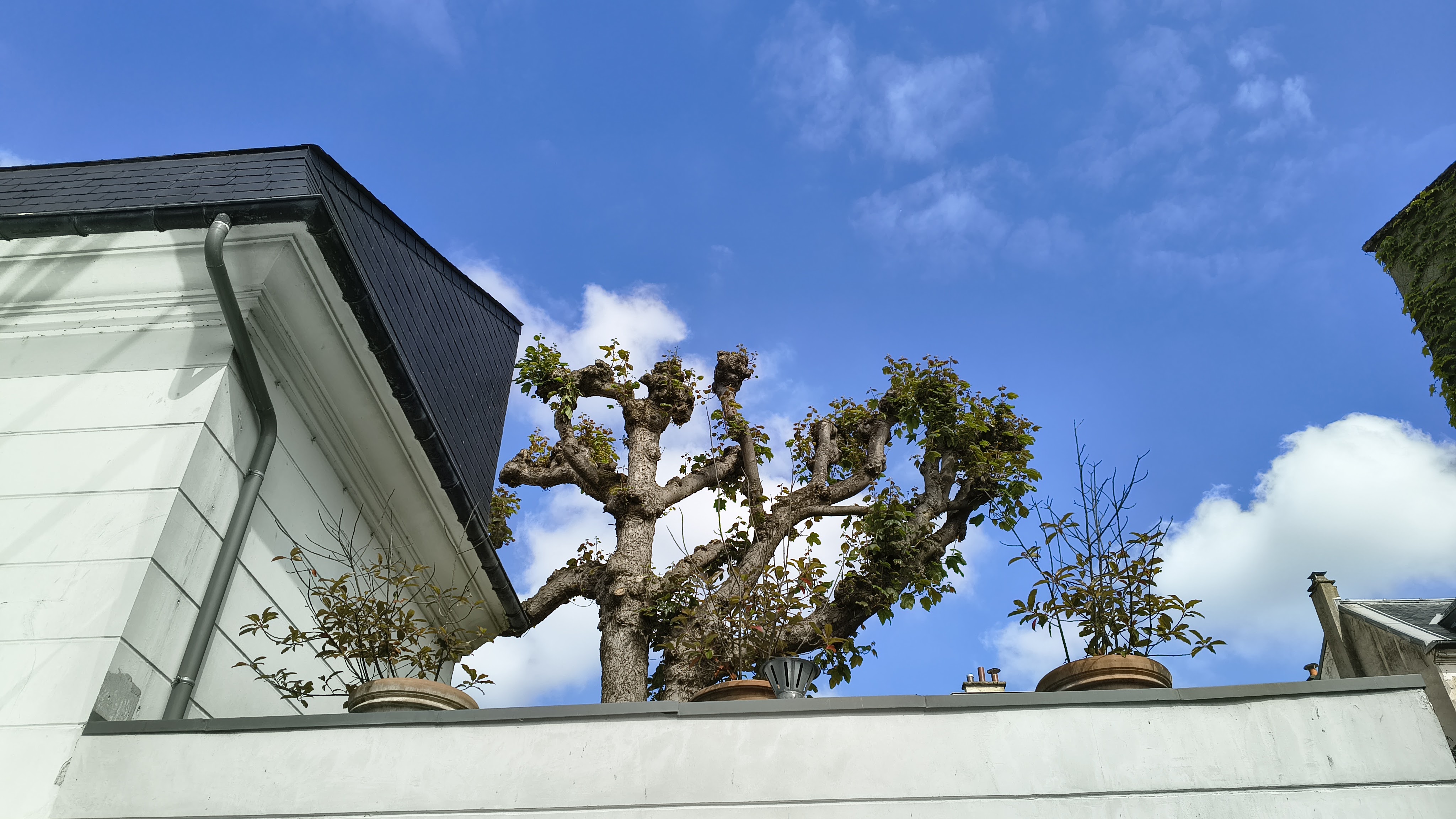 Town Square Canopy